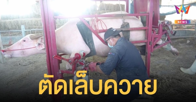 อาชีพแปลก ทำเล็บให้ควาย ป้องกันไม่ให้กีบเท้ามาชนกัน ลูกค้าแน่นไม่แพ้ร้านคน