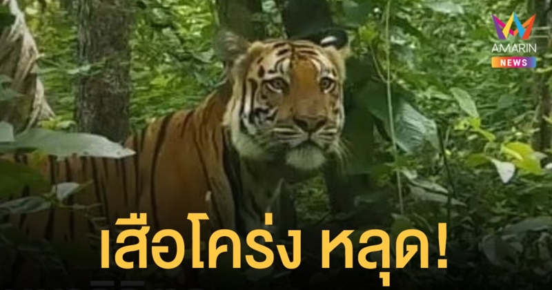 เตือนระวัง! วิจิตร เสือโคร่ง นักล่าฉายเดี่ยวเดินออกอุทยานแห่งชาติแม่วงก์ เข้า กำแพงเพชร