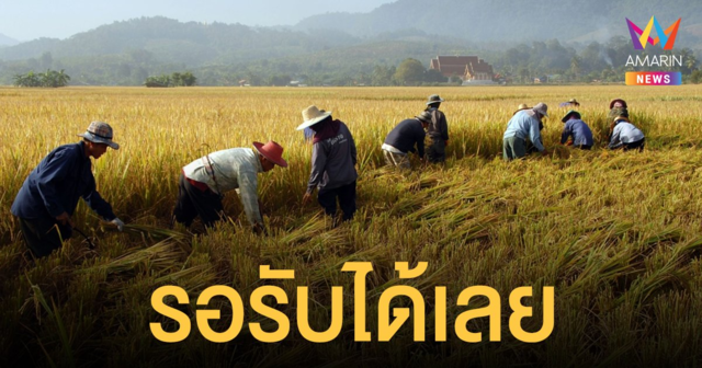 เกษตรกร รอรับได้เลย! ธ.ก.ส. โอนเงินลดต้นทุน-เพิ่มประสิทธิภาพข้าว ไร่ละ 1 พัน 13-17 ธ.ค.นี้