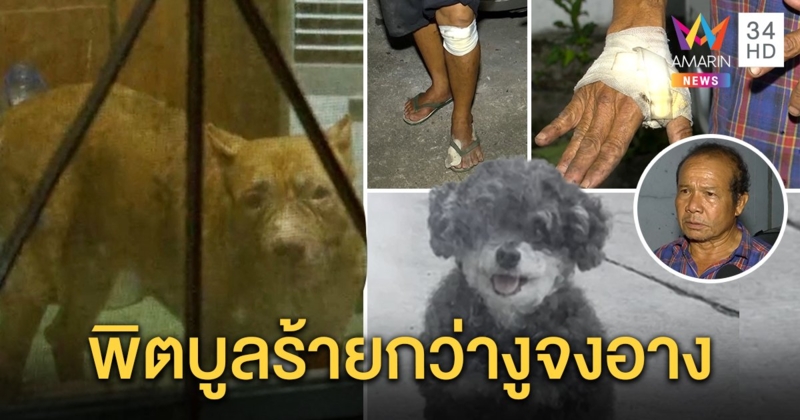 เจออีก! พิตบูลโหดขย้ำหมาเล็กตายต่อหน้าคนเลี้ยงขาแหก เจ้าของแถแค่ถากไม่กัดคน (คลิป)