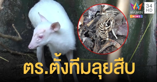 ตำรวจตั้งทีมลุยสืบกรณีลูกเก้งเผือกหาย - ปมสั่งย้าย 4 จนท.ชนวนสังหาร