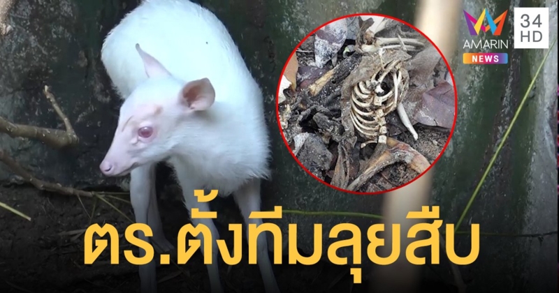 ตำรวจตั้งทีมลุยสืบกรณีลูกเก้งเผือกหาย - ปมสั่งย้าย 4 จนท.ชนวนสังหาร