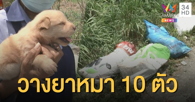 ล่าคนใจบาป! เบื่อหมาตาย 10 ตัว ทิ้งลูกน้อยไว้ตัวเดียว