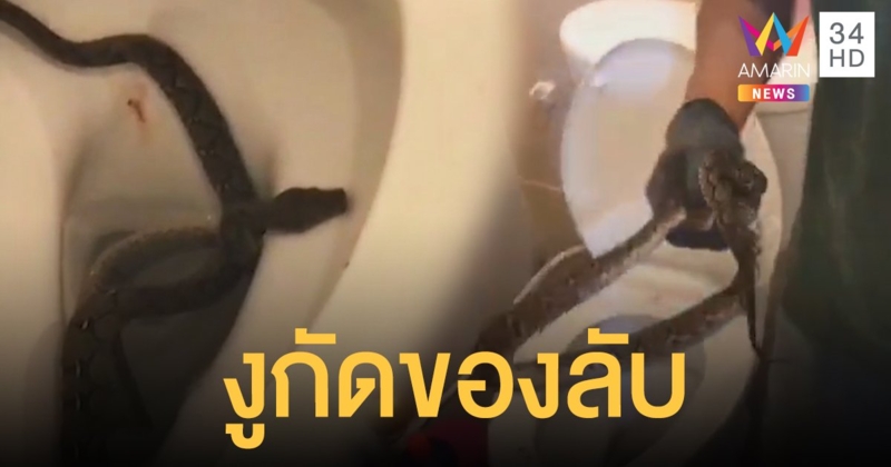 มันอยู่ในชักโครก! หนุ่มวัย 18 เข้าห้องถูกงูกัดของลับเลือดสาด (คลิป)