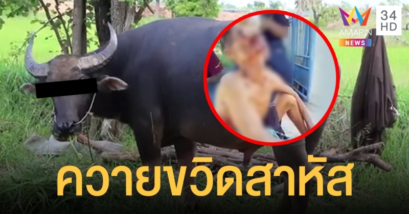 ตาวัย 67 โชคร้าย ถูกควายเลี้ยงขวิด ซี่โครงหัก ปอดฉีก สาหัส