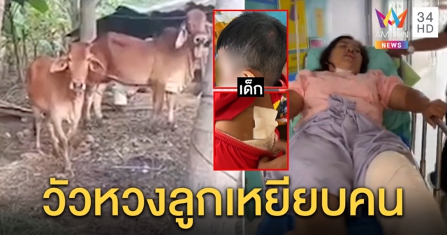 ระทึก! วัวแม่ลูกอ่อนคลั่งตื่นคนกระทืบเจ็บ 2 ป้าเผยนาทีเอาตัวบังหลาน 1 ขวบรอดตาย (คลิป)