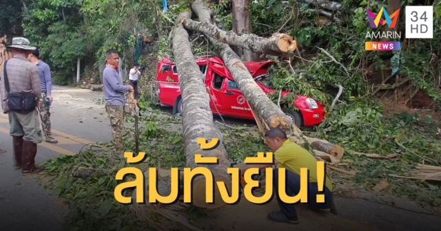 ต้นไม้ใหญ่วัดพระธาตุดอยสุเทพ ล้มทับรถพังยับ 3 คัน