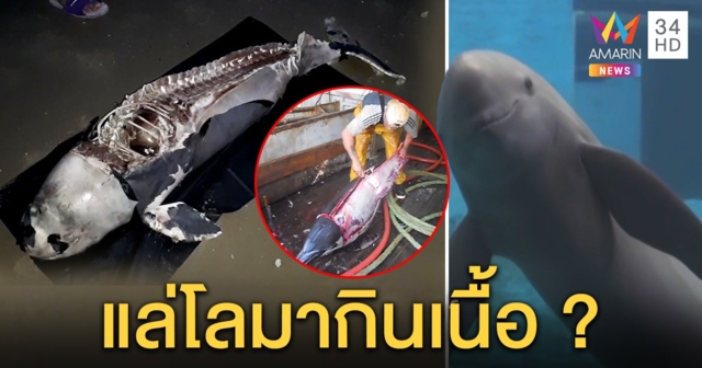 ช็อก! ซากโลมาถูกแล่เกยฝั่งเชื่อลูกเรือต่างด้าวเชือดกินดิบ เผยย่างเกลือคล้ายเนื้อควาย (คลิป)