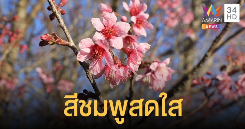 นักท่องเที่ยวชมดอกนางพญาเสือโคร่ง สัมผัสอากาศหนาวเย็น 13 องศา บนยอดภูลมโล