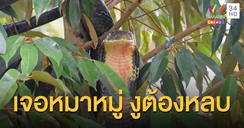 จงอางยาว 4 เมตร หนีฝูงหมาที่รุมกัด ขึ้นไปหลบบนต้นทุเรียน