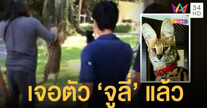 พนง.โรงแรมรับสินน้ำใจ 5 หมื่นบาท จับ 'จูลี่' แมวเซอร์วัล ส่งคืนเจ้าของ