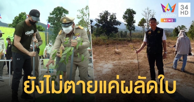 ป่าไม้ตรวจสอบปมต้นไม้ 