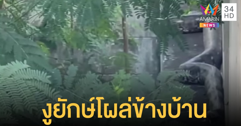 เฉลยแล้ว งูยักษ์เลี้อยข้างกำแพงคืออะไร