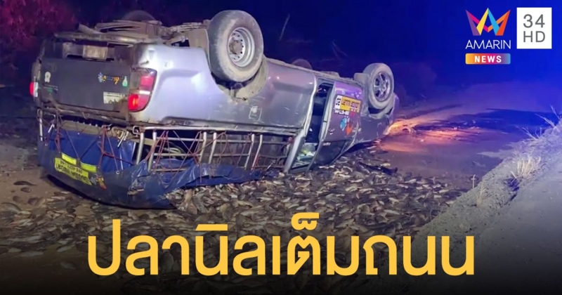 กระบะบรรทุกปลาหลับในตกข้างทาง ปลานิลนับพันตัวดิ้นเกลื่อนถนน
