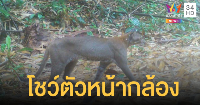 ภาพหาดูยาก เสือไฟ โผล่อวดโฉม หน้ากล้องดักถ่าย