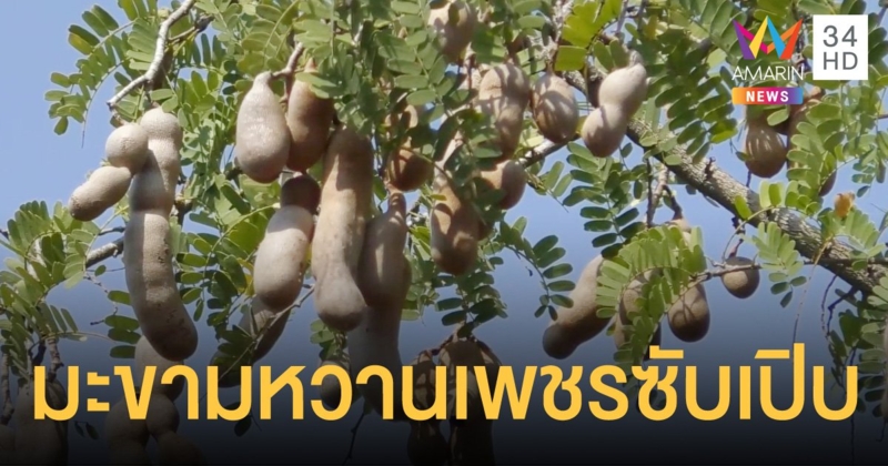 เพชรบูรณ์โชว์มะขามหวานพันธุ์ใหม่ "เพชรซับเปิบ" รสชาติหอมหวาน หนึ่งเดียวในโลก
