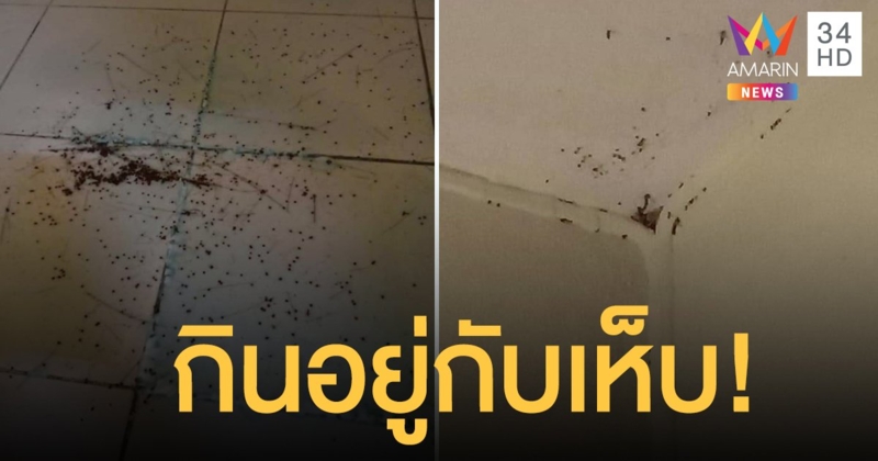 สุดสยอง! เห็บหมา โผล่พรึ่บเต็มห้อง ผู้เช่าจิตตก นอนหลับแทบไม่ได้