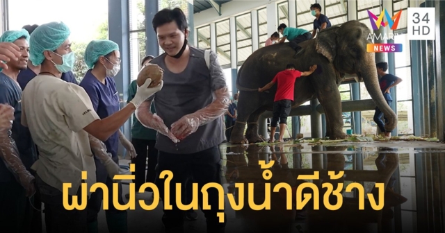 ม.เกษตรศาสตร์ กำแพงแสน ผ่าตัดนิ่วในถุงน้ำดี ช้างพังสายทอง สำเร็จเป็นครั้งที่ 2 ของโลก