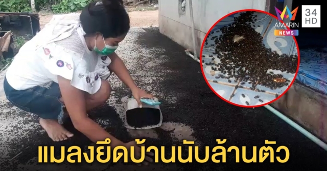 ขนลุก! แมลงปีกแข็งบุกบ้านนับล้านตัว เข้าหูเด็ก 3 ขวบ แม่ผวานอนสำลีอุดหู