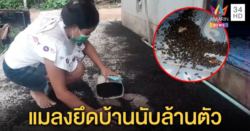 ขนลุก! แมลงปีกแข็งบุกบ้านนับล้านตัว เข้าหูเด็ก 3 ขวบ แม่ผวานอนสำลีอุดหู