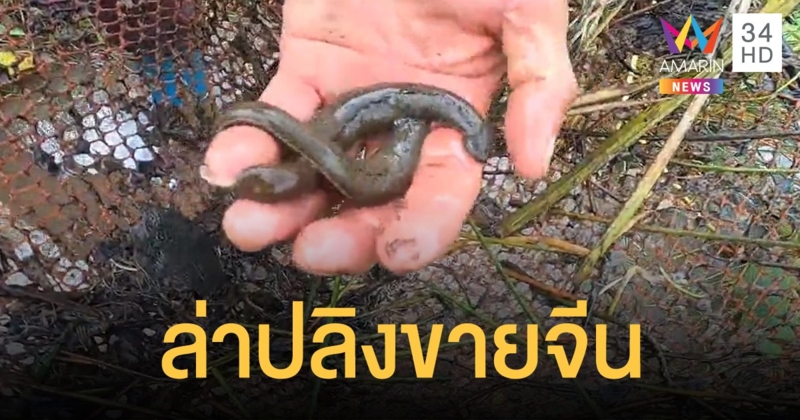 อาชีพแปลก ล่าปลิงควายดูดเลือด ส่งขายเมืองจีน โกยเงินแสนต่อเดือน