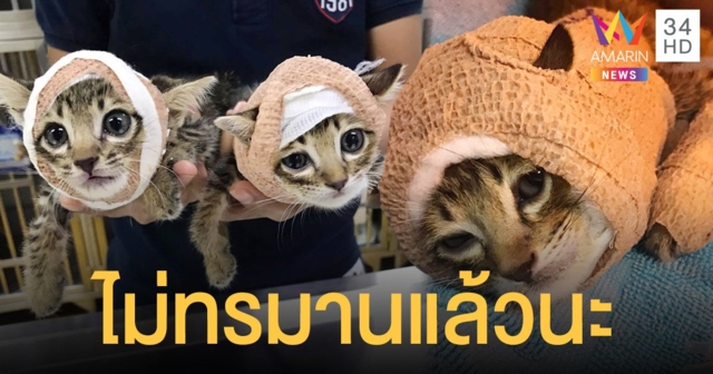แห่บริจาคช่วย 2 แมวไทย ยกพวกฟัดหมาจนเข้าเฝือก ล่าสุดน้องสู้ต่อไม่ไหว ตาย 1 ตัว