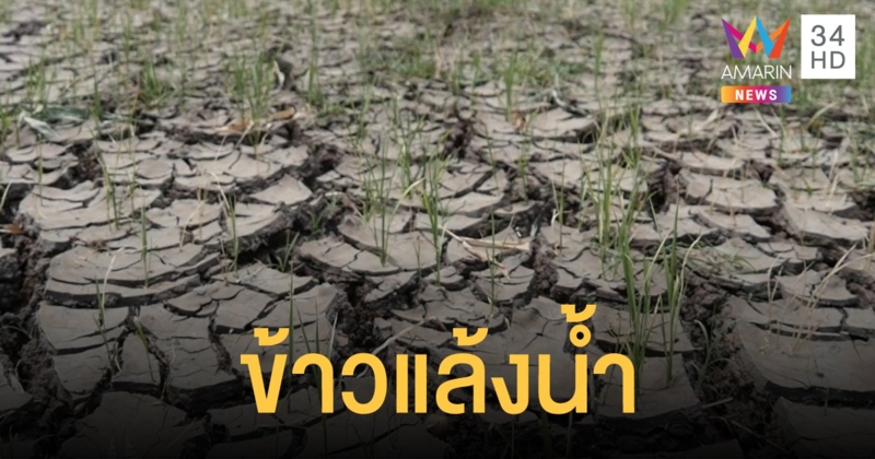 ลพบุรีฝนทิ้งช่วง ข้าวในนาจ่อยืนต้นตายกว่า 5,000 ไร่