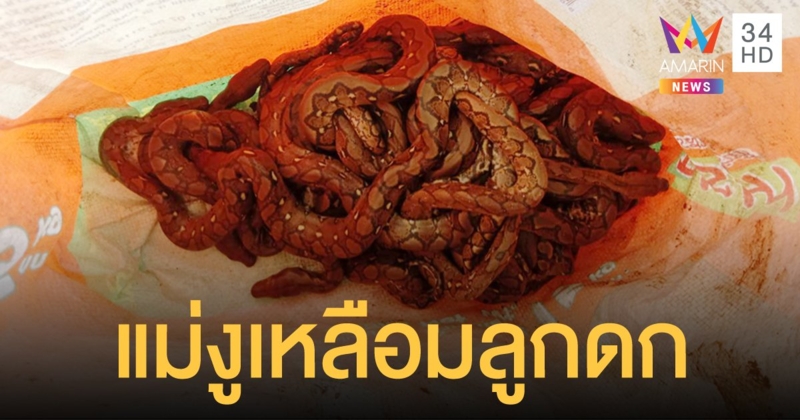 เห็นแล้วขนลุก! เจ้าหน้าที่จับ งูเหลือมแม่ลูกอ่อน ยาว 5 เมตร ค้นเจอลูกน้อยอีก 33 ตัว