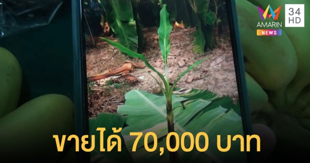 ฮือฮา! ขาย หน่อกล้วยด่าง ได้ 70,000 จากหน่อปกติ 50 บาท