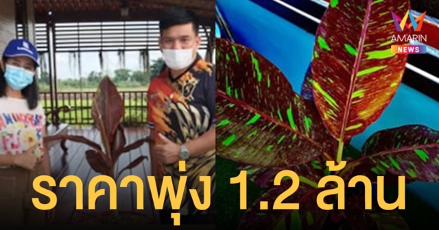 กล้วยด่างแดงอินโด ราคาพุ่ง 1.2 ล้าน หลังเปิดประมูลออนไลน์