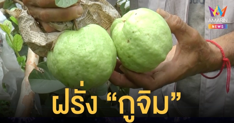 เกษตรกรพะเยา ปลูกฝรั่งพันธุ์กูจิม สร้างรายได้งาม เก็บผลผลิตได้แทบทุกวัน