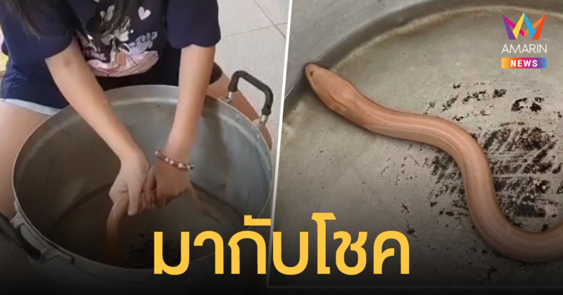 ชาวบ้านสีคิ้วจับ ปลาไหลเผือก ได้นำกลับมาเลี้ยงที่บ้าน เผยเคยถูกรางวัลมาแล้ว 1 งวด!