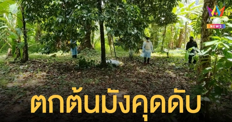 สลด! ลุงรับจ้างขึ้นเก็บมังคุด พลัดตกจากต้น หัวโหม่งพื้นดับ