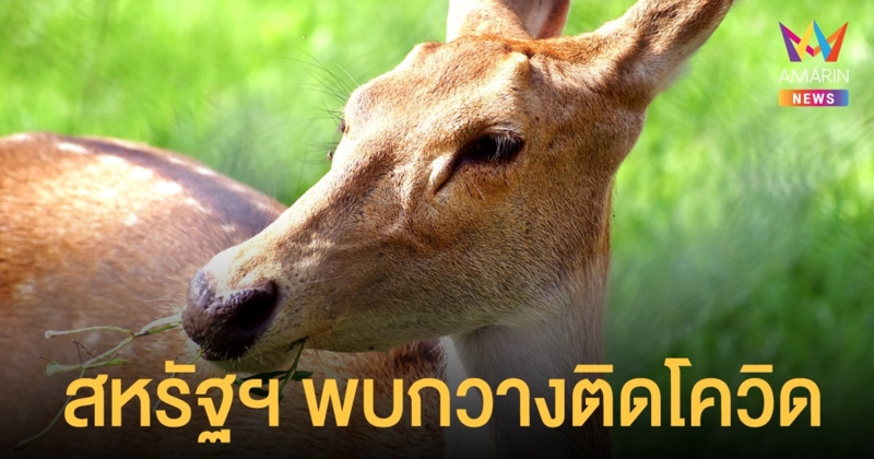 สหรัฐฯ เผยว่า พบ กวางหางขาวป่า ในรัฐโอไฮโอ ติดเชื้อโควิด-19 ตัวแรกของโลก