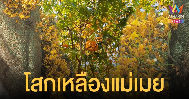 นักพฤกษศาสตร์ค้นพบพืชชนิดใหม่ของโลก โสกเหลืองแม่เมย