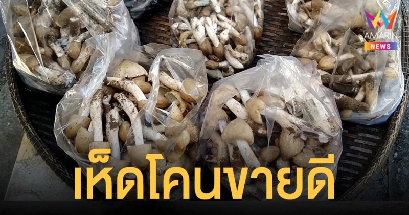 เห็ดโคน ช่วงปลายฝนต้นหนาว ขายดี ราคาดีดกิโลกรัมละ 400-500 บาท