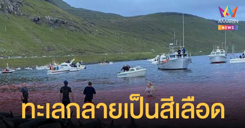 ทะเลเลือด หมู่เกาะแฟโร ฆ่า โลมา 1,400 ตัวในวันเดียว ตามประเพณีเก่าแก่