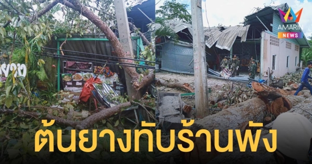 เจ้าของร้านอาหารทรุด! ต้นยางนาอายุร้อยกว่าปี สูงเท่าตึก 10 ชั้น ล้มทับเสียหายทั้งหลัง