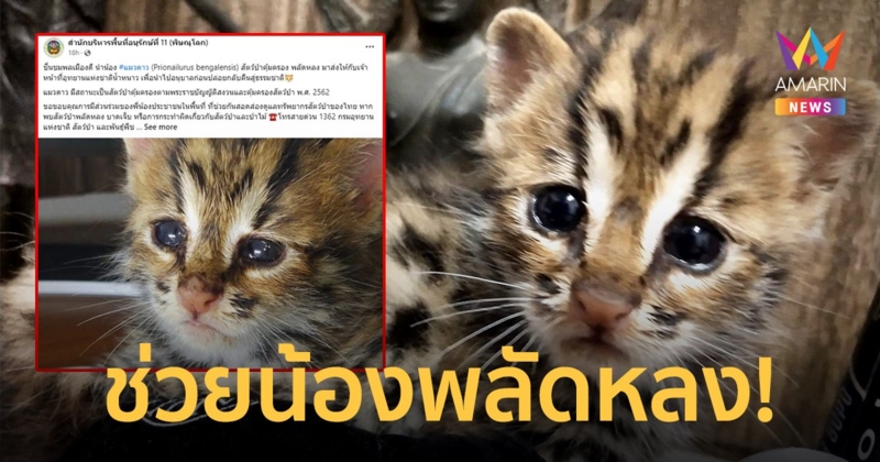 ชื่นชม! พลเมืองดีช่วยแมวดาว พลัดหลง นำส่งคืนเจ้าหน้าที่