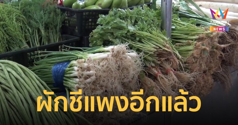 ผักชีแพงอีกแล้ว! ตลาดสงขลา ปรับราคาขึ้นถึง กิโลกรัมละ 200 บาท จาก 150 บาท