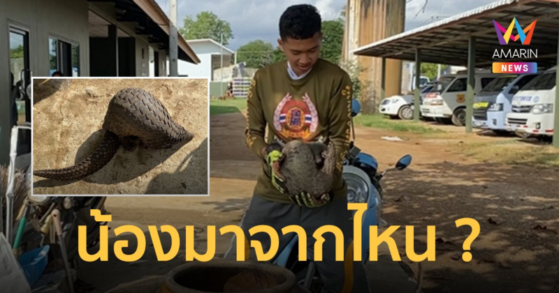 ชาวบ้านเพชรบูรณ์ พบ"ตัวนิ่ม"โผล่ในชุมชน รีบแจ้งจนท.เข้าจับ หวั่นถูกสุนัขรุมกัด