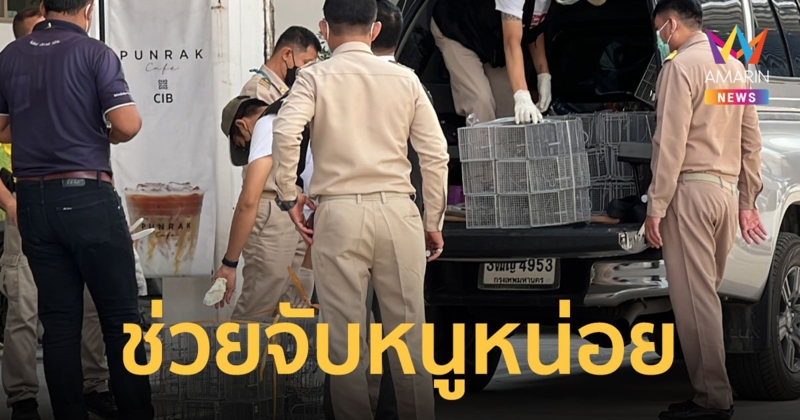 บช.ก.ร้องขอสำนักอนามัย กทม.ส่งทีมมาปฏิบัติการกวาดล้างหนู