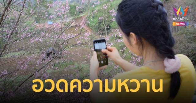 นางพญาเสือโคร่ง ปีนี้ออกดอกเร็ว เริ่มอวดความหวานสีชมพูที่อุทยานแห่งชาติภูหินร่องกล้า
