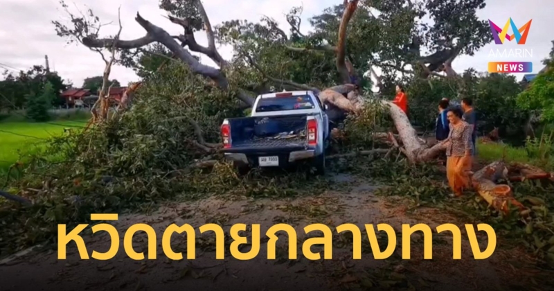 สองผัวเมียหวิดดับ ต้นยางนาอายุกว่า 300 ปี ล้มทับกระบะตอนขับผ่าน ชาวบ้านแห่ส่องทะเบียน