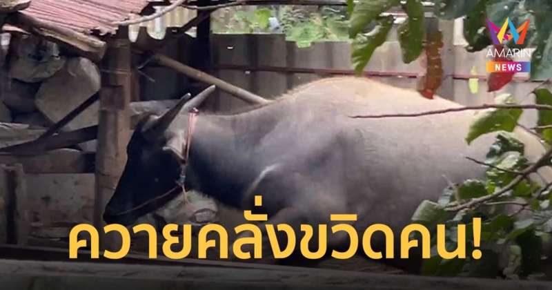 ควายหนุ่มคลั่ง วิ่งไล่ขวิดคนงานเดินเข้าคอก ปศุสัตว์รุดช่วยยิงยาสลบ