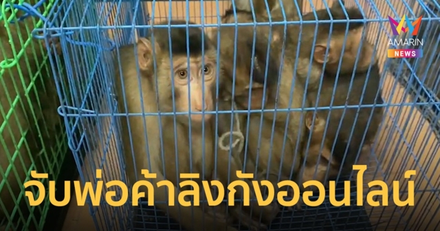 จับ 2 พ่อค้าสัตว์ป่าคุ้มครองออนไลน์ ยึดของกลางเป็นลิงกัง 21 ตัว