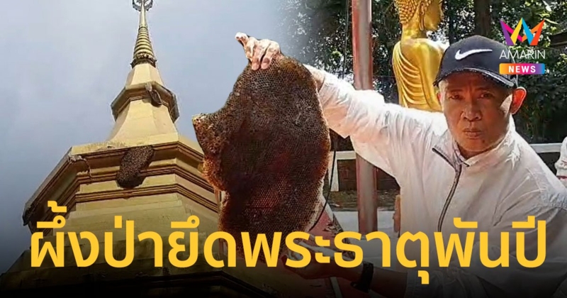ฝูงผึ้งป่ายึดพระธาตุโบราณ อายุกว่า 1,038 ปี ทำรังอยู่อาศัยไม่ยอมหนี