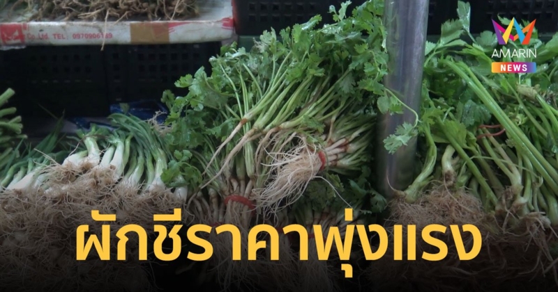 แม่ค้าสงขลาโอด ผักชีราคาพุ่ง เมื่อวาน กก.ละ 250 บาท วันนี้แตะ 300 ทำลูกค้าซื้อน้อยลง