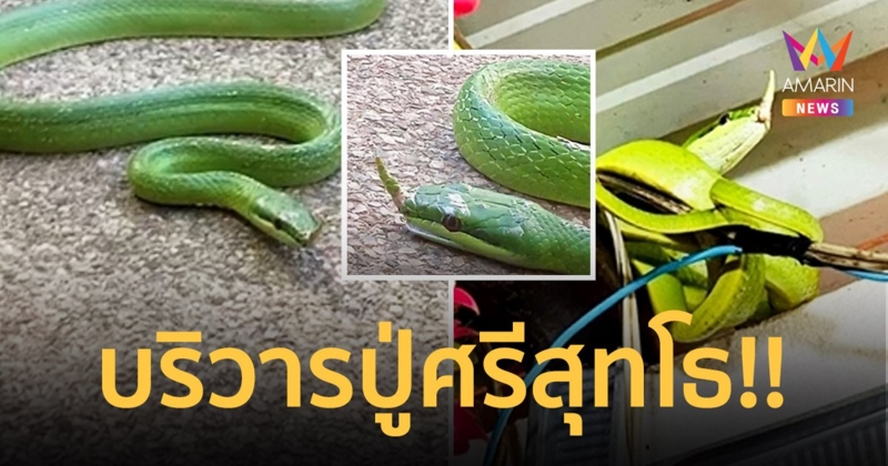 ฮือฮา!! "งูเขียวมีหงอน" ชาวบ้านเชื่อ เป็นบริวารปู่ศรีสุทโธย่าศรีปทุมมา