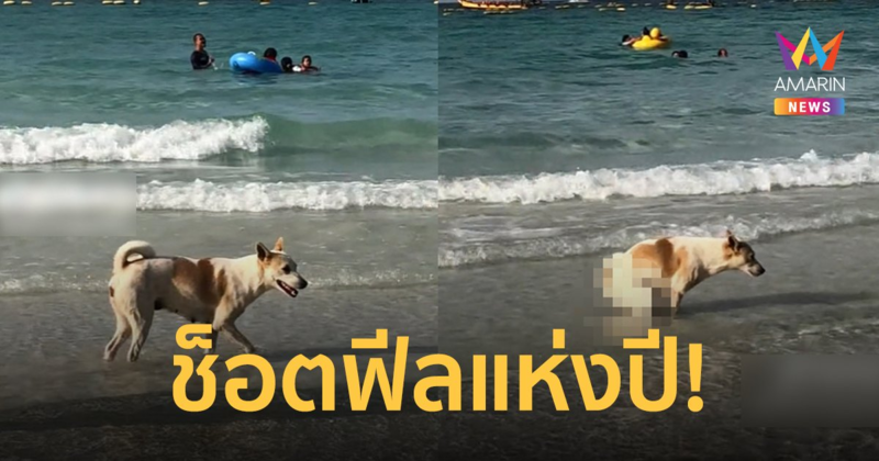 ตูบจอมช็อตฟีล! ทำนักท่องเที่ยวเล่นน้ำหนีกระเจิงทั้งหาด